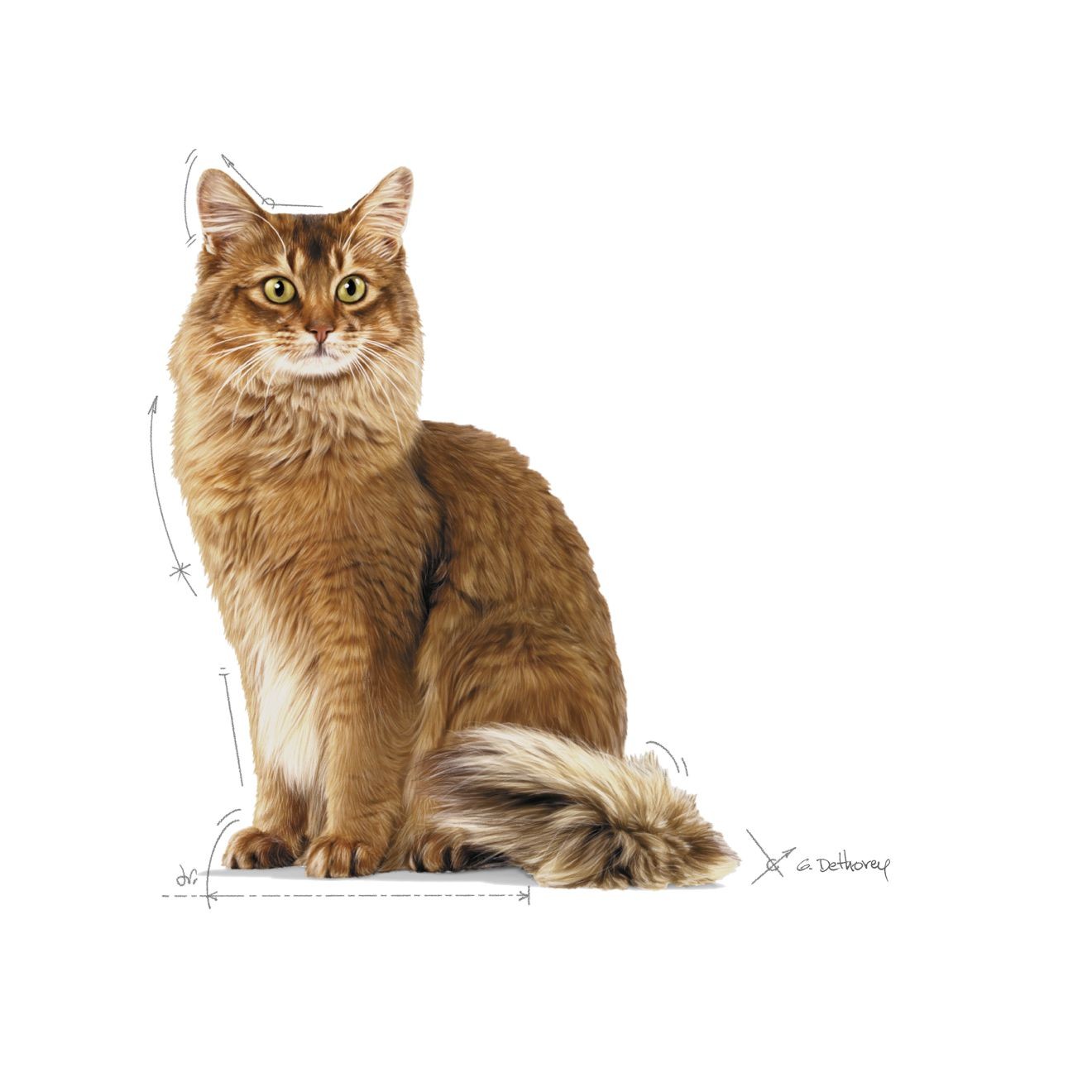 Royal Canin Weight Care Adult Dry Cat Food 3kg | IGWKU8230